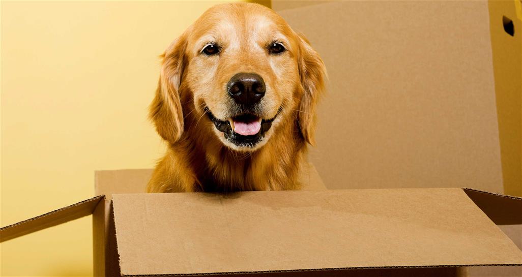 dog in box smiling