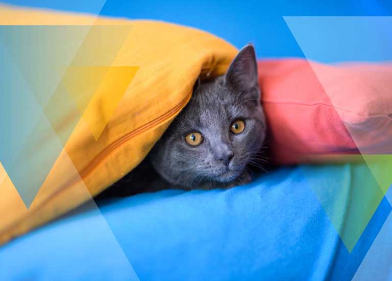 Cat-under-pillow